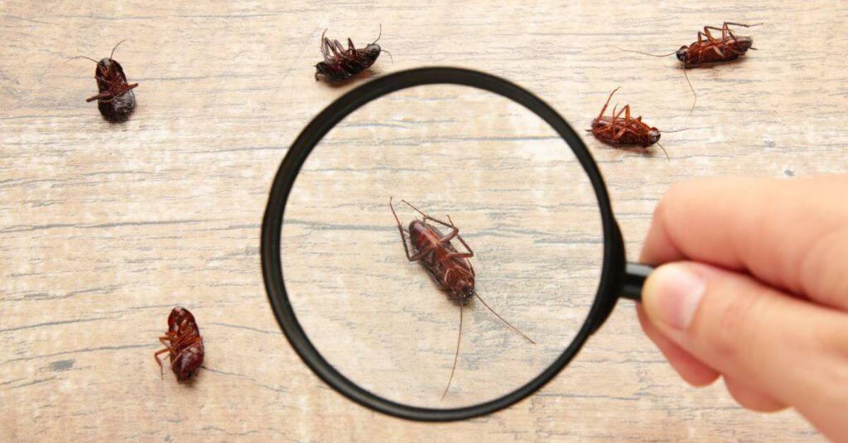 Tallahassee Pest Control: Your Premier Solution for Pest-Free Living in Florida