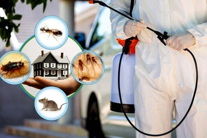 Tindale Pest Control: Protecting Homes and Businesses in Ocala, FL, with Premier Pest and Termite Solutions